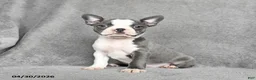 Boston Terrier dogs for sale: Teresa - Ad 2