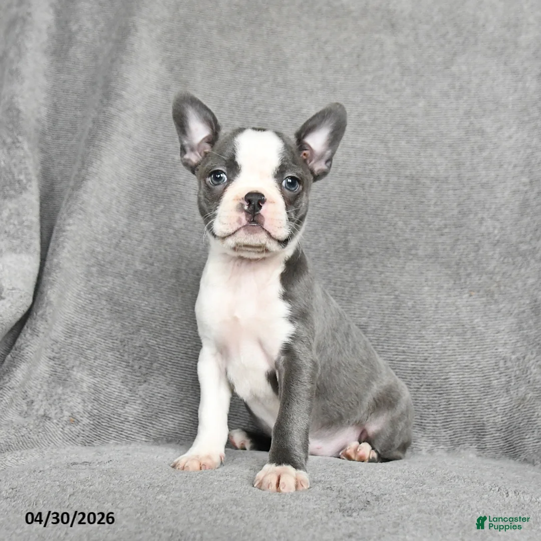 Boston Terrier dogs for sale: Teresa - Ad 2