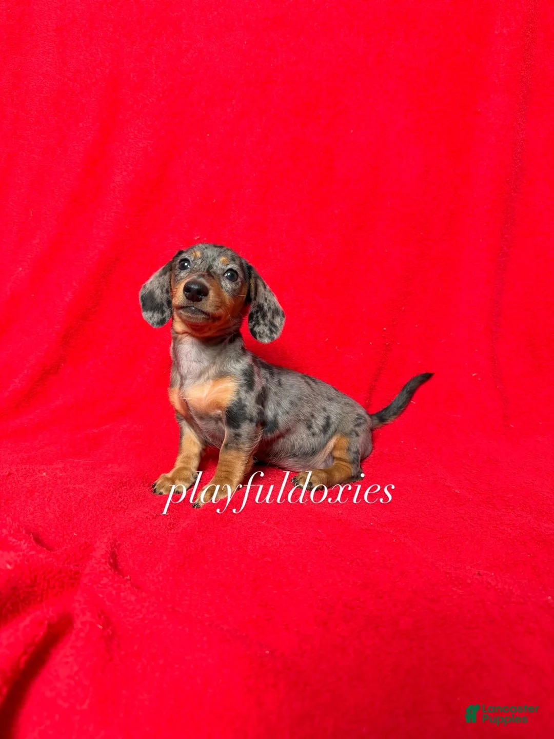 Miniature Dachshund dogs for sale: AKC dapple girl  - Ad 8