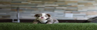 English Bulldog 1