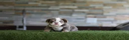 English Bulldog dogs for sale: English Bulldog 1 - Ad 1