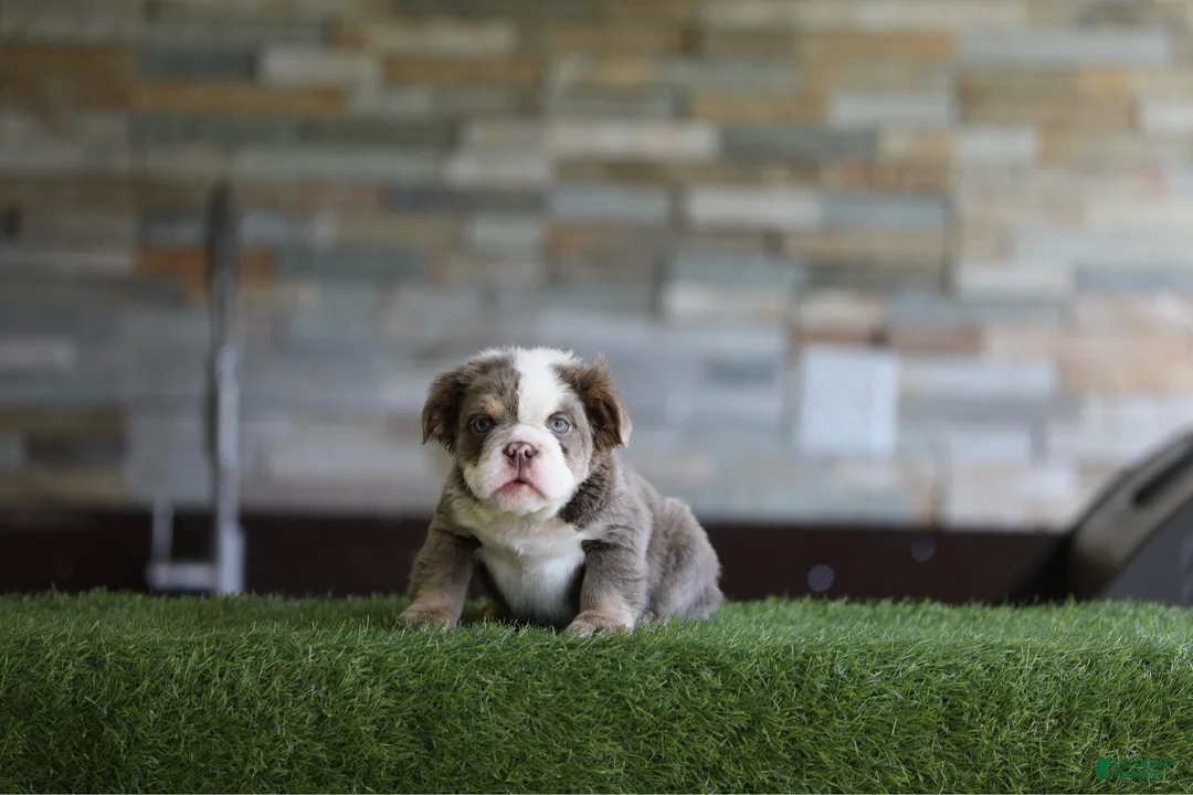 English Bulldog dogs for sale: English Bulldog 1 - Ad 1