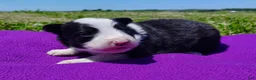 Border Collie dogs for sale: Eco - Ad 22