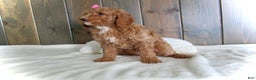 Mini Goldendoodle dogs for sale: Chloe - Ad 12