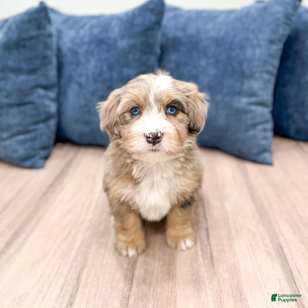 Mini Bernedoodle dogs for sale: Jewel - Ad 6