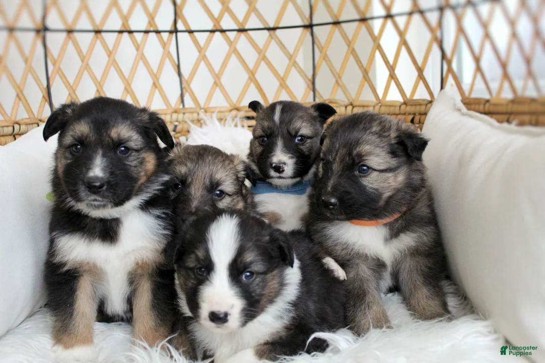 Mixed Breed dogs for sale: Rooster  - Ad 11