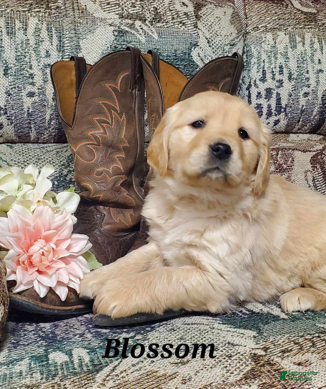 Golden Retriever dogs Blossom - Ad 29