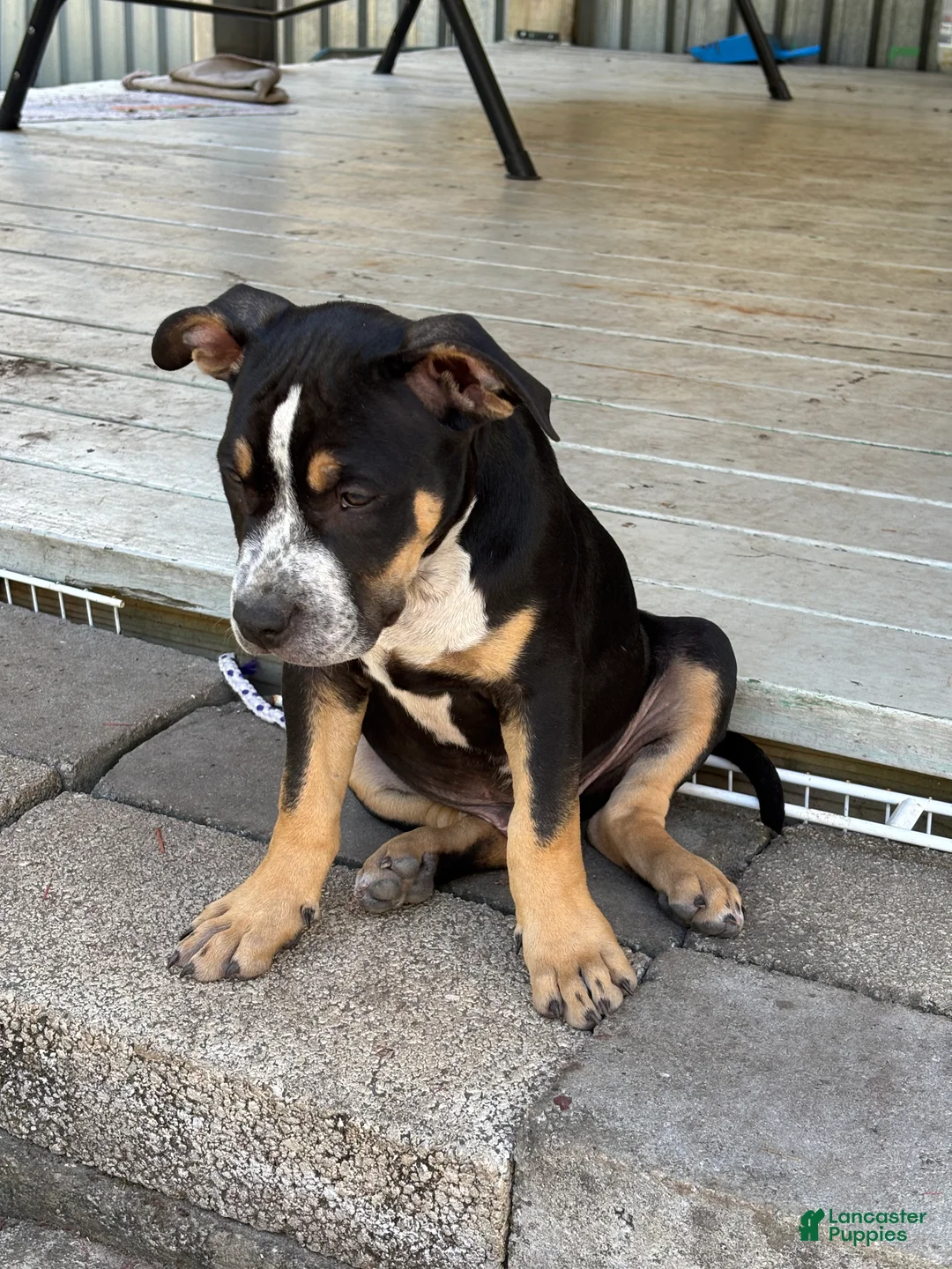 American Bully dogs for sale: American Bully Puppy 1 Oreo - Ad 2