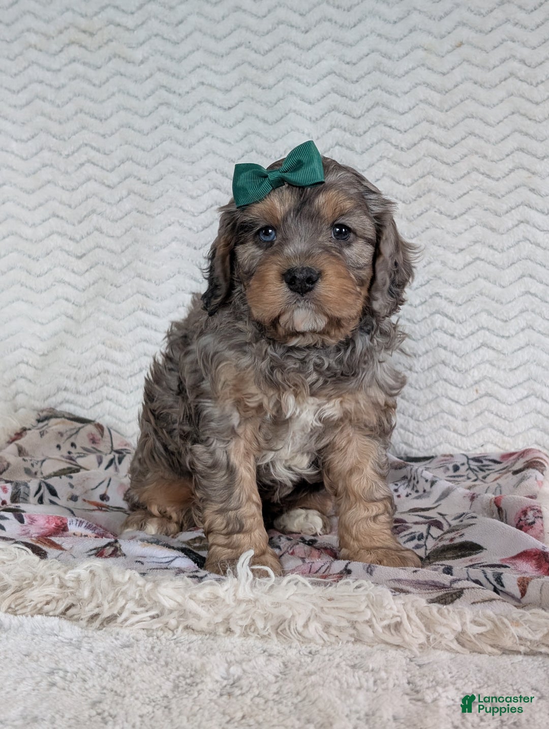 Cavapoo dogs for sale: Mickie - Ad 8