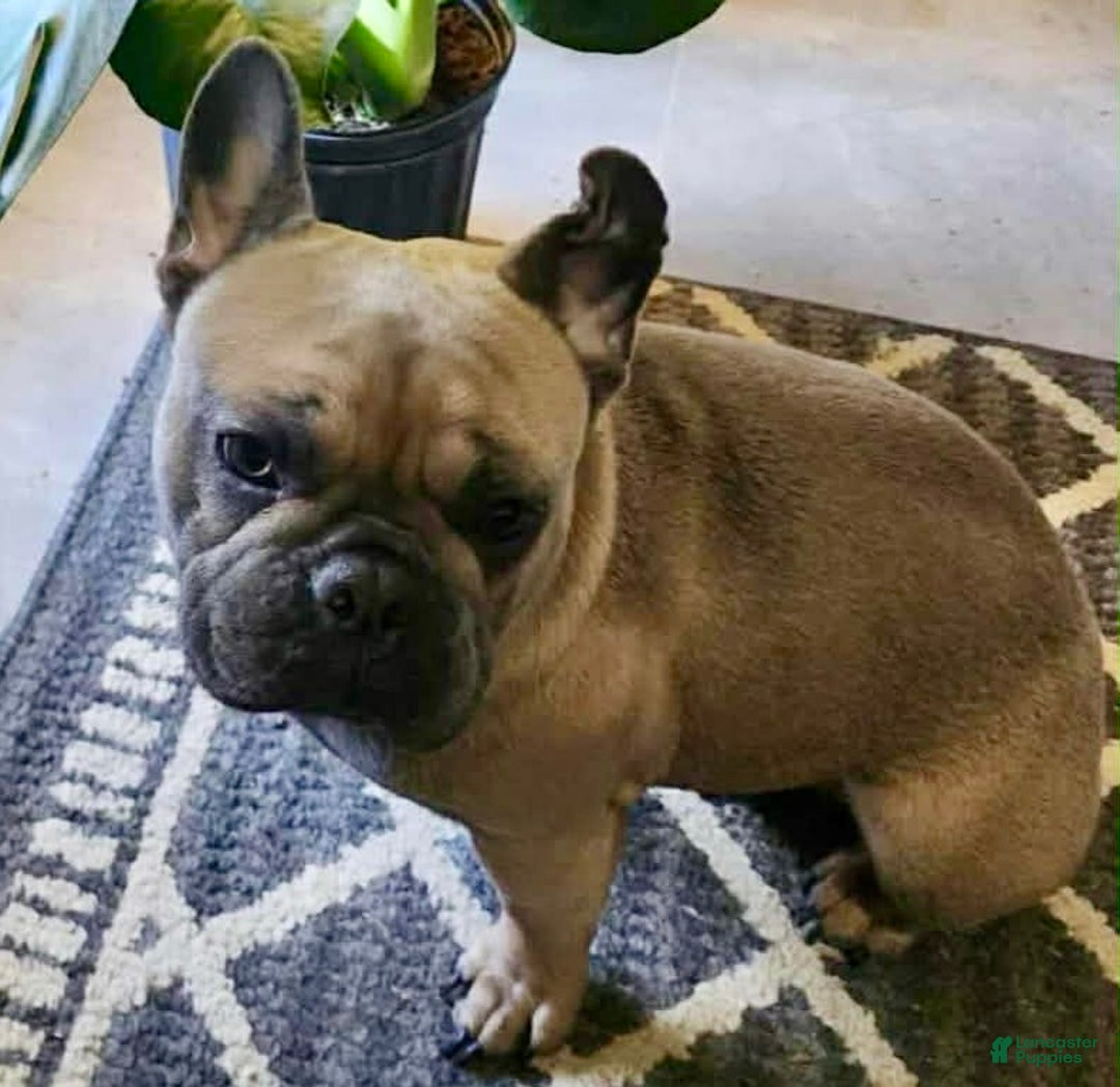 French Bulldog dogs for sale: Snickerdoodle - Ad 4
