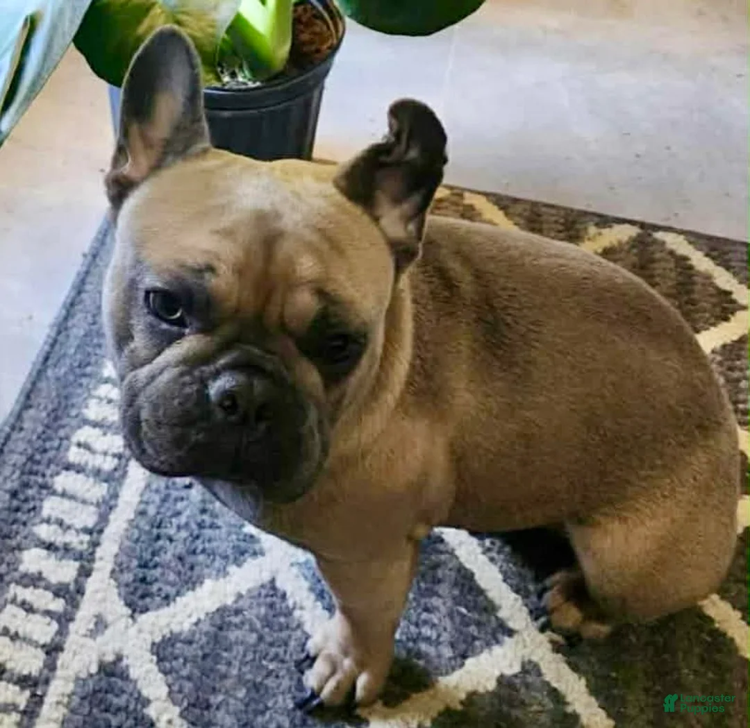 French Bulldog dogs for sale: Snickerdoodle - Ad 17