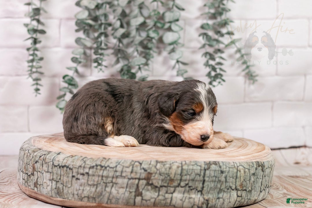 Bernedoodle dogs for sale: Nordic - Ad 6