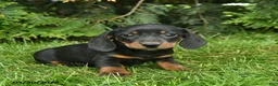 Miniature Dachshund dogs for sale: Lassie  - Ad 5