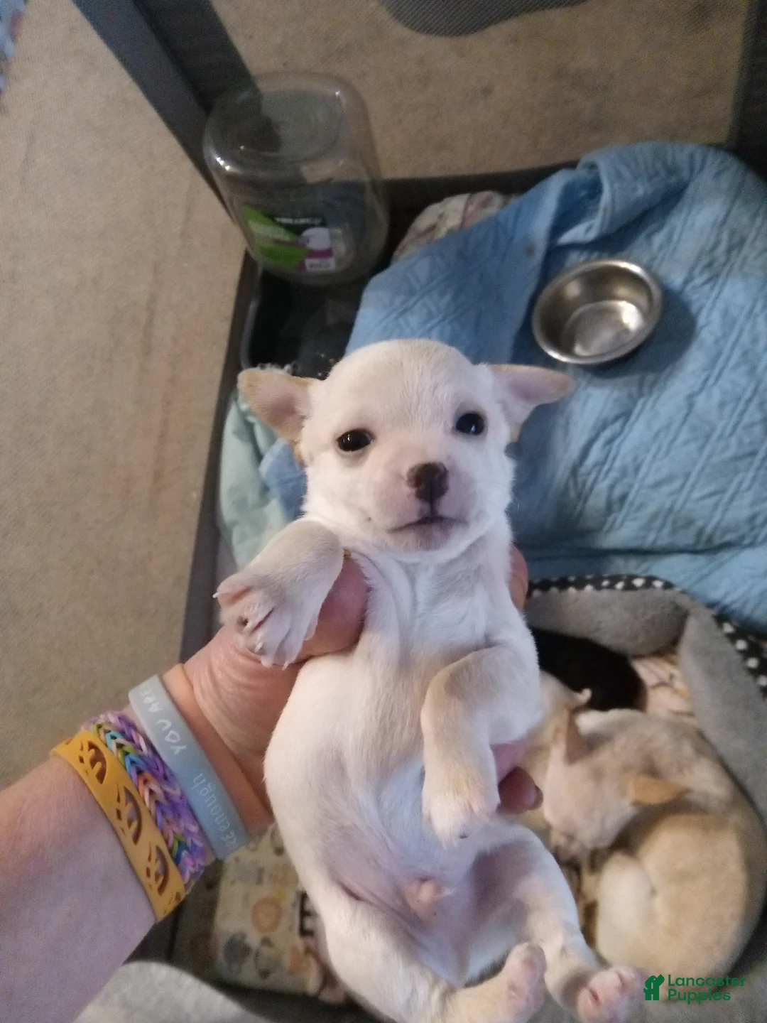 Chihuahua dogs for sale: Chihuahua Puppy 2 - Ad 1