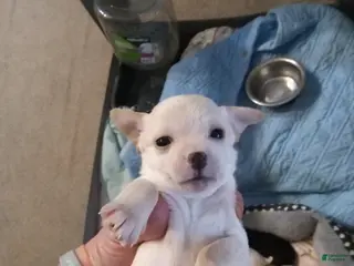 Chihuahua dogs Chihuahua Puppy 2 - Ad 33