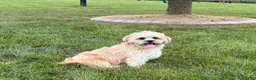Lhasa Apso dogs for sale: Sammy - Ad 4
