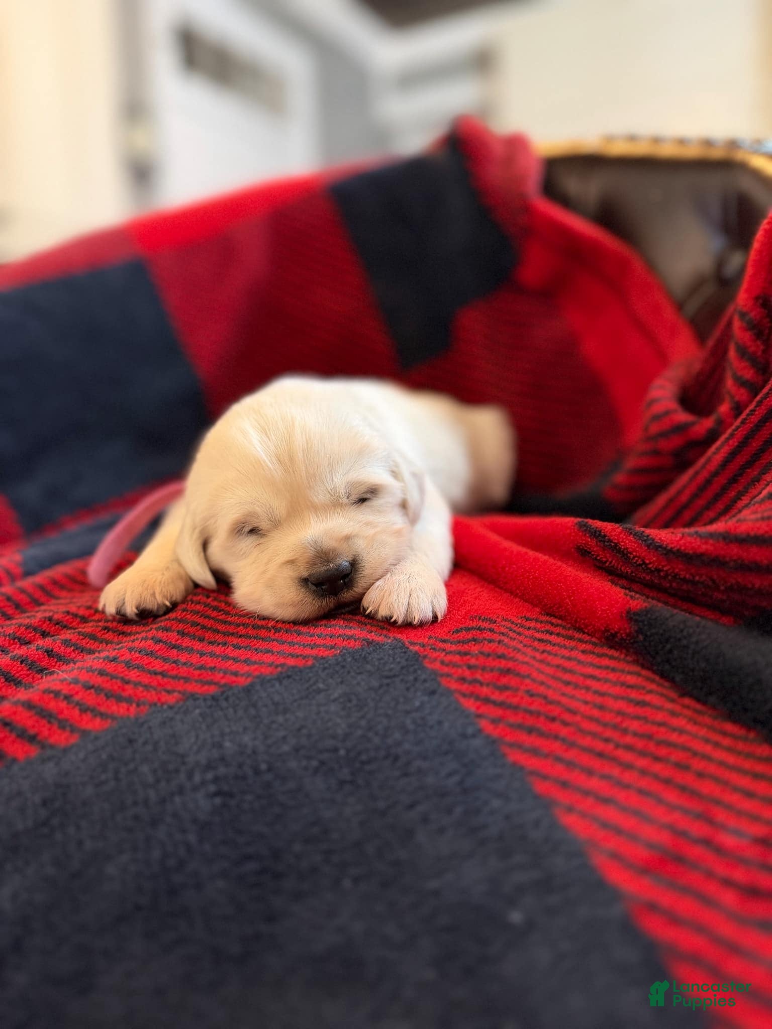 Golden Retriever dogs Stella - Ad 38