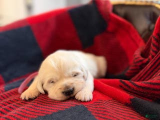 Golden Retriever dogs Stella - Ad 40