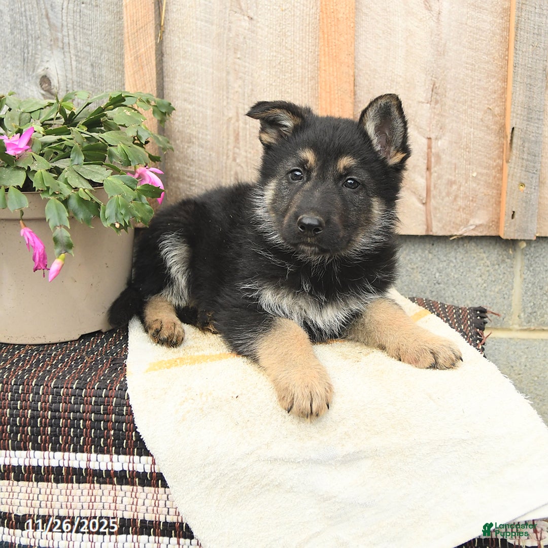 German Shepherd dogs for sale: Doc - Ad 2