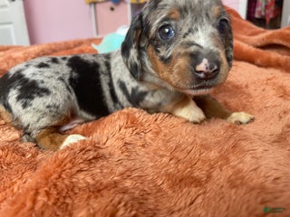 Dachshund dogs Luna - Ad 24