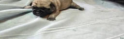Pug dogs for sale: Moe - Ad 1