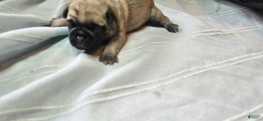 Pug dogs for sale: Moe - Ad 1