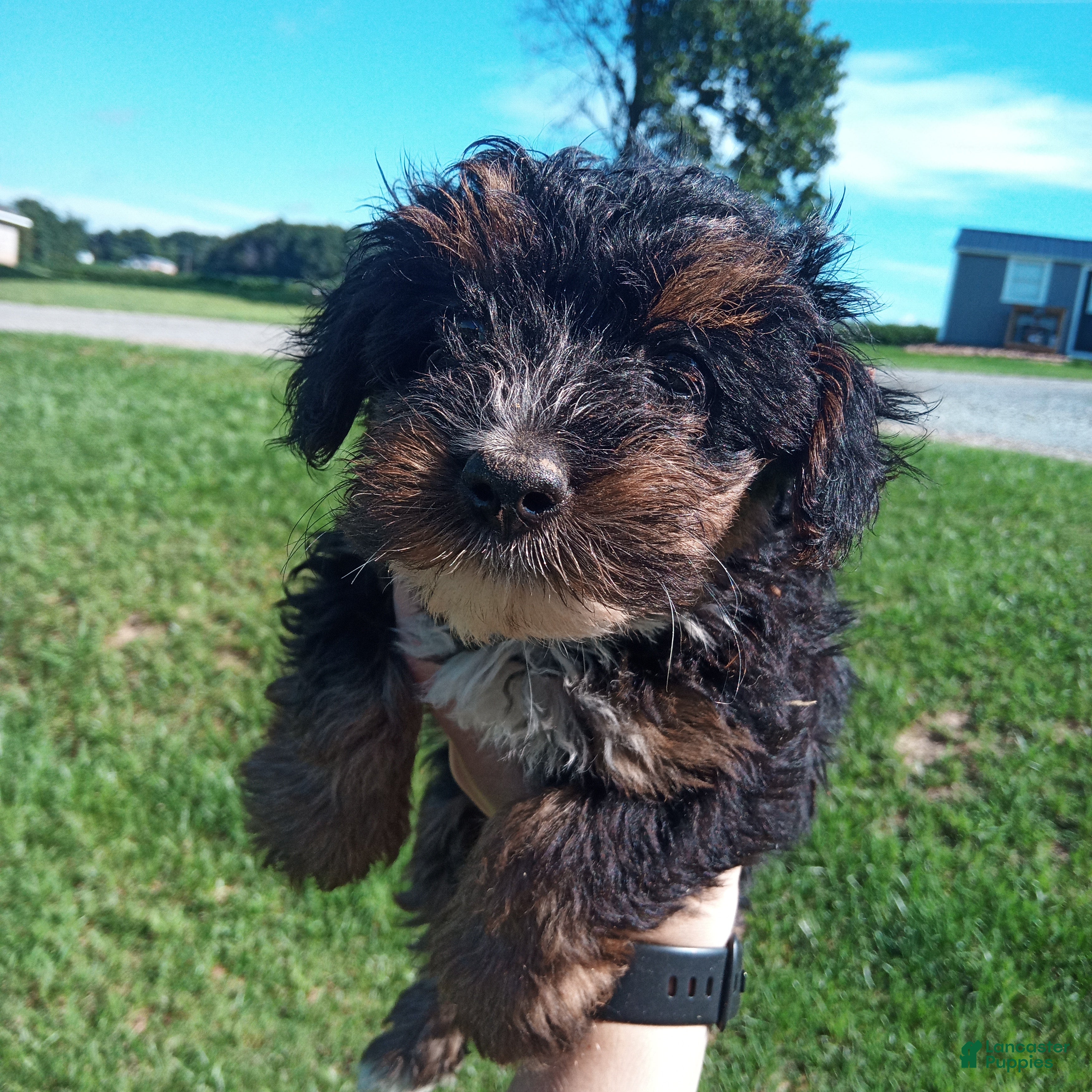Yorkiepoo dogs Yorkiepoo 4 - Ad 21
