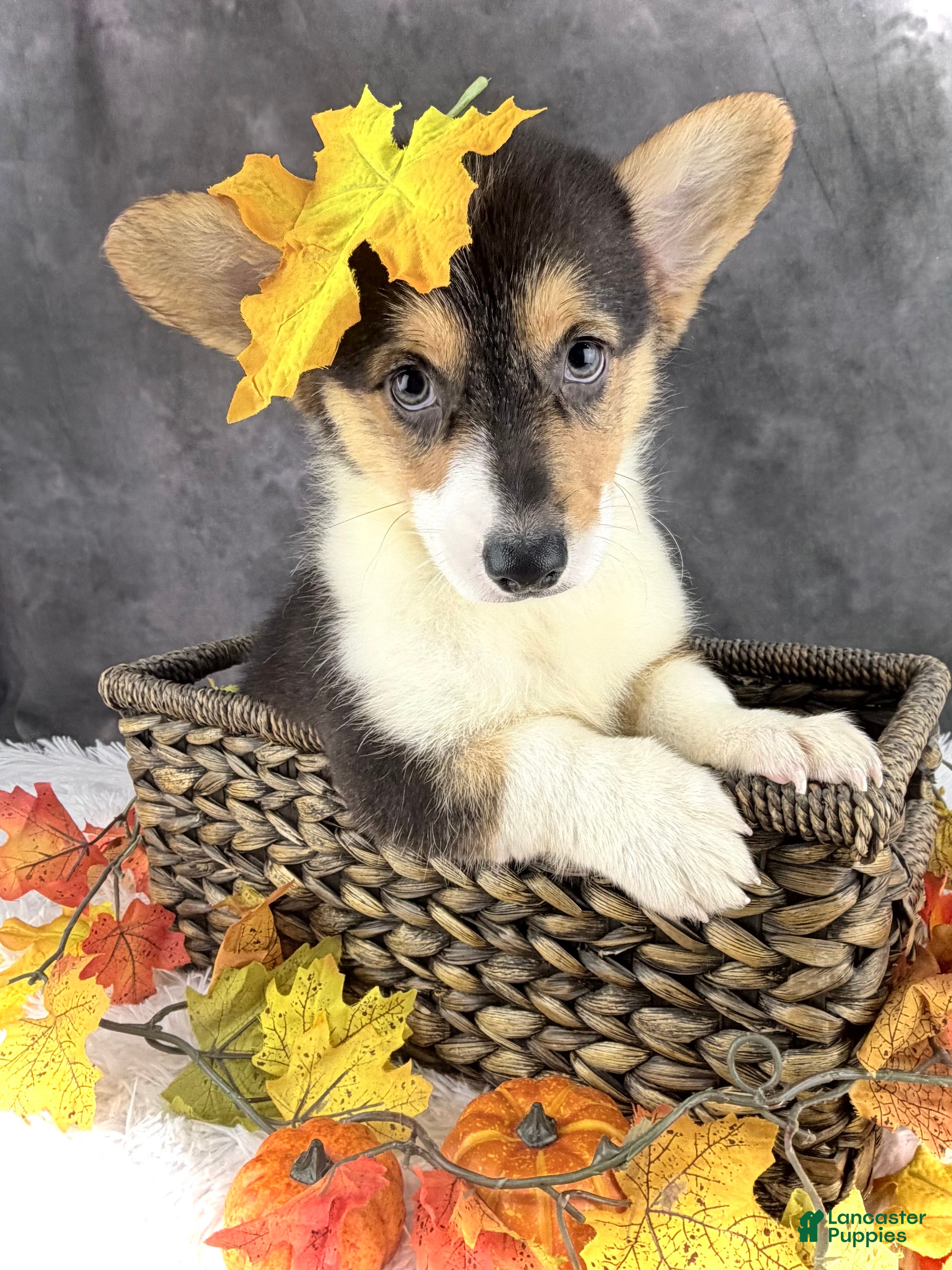Welsh Corgi Pembroke dogs Charlie tailed baby - Ad 1