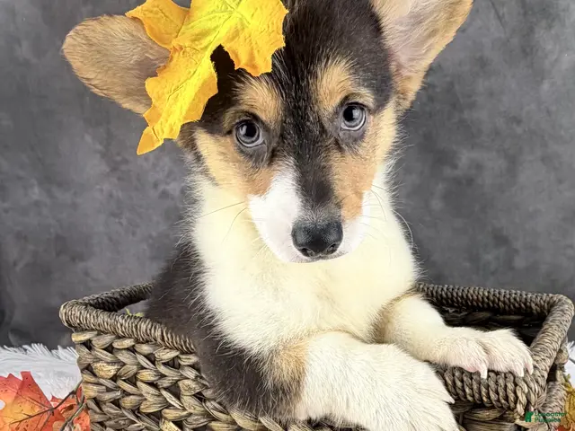 Welsh Corgi Pembroke dogs for sale: Charlie tailed baby - Ad 1