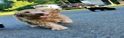 Mini Aussiedoodle dogs for sale: Mini Aussiedoodle 5 Twix  - Ad 2