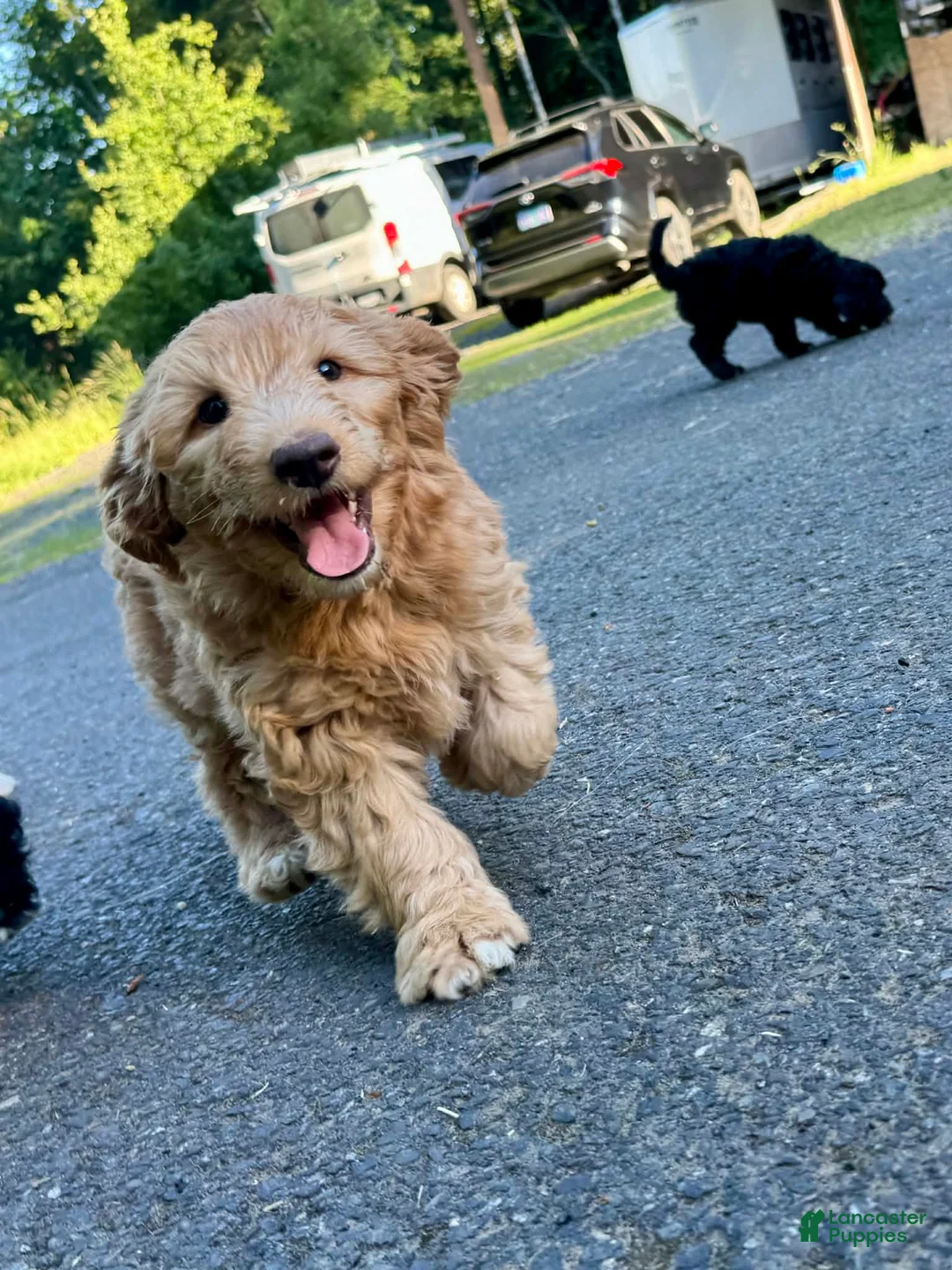 Mini Aussiedoodle dogs for sale: Mini Aussiedoodle 5 Twix  - Ad 2
