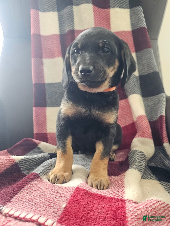 Mixed Breed dogs Maverick - Ad 1