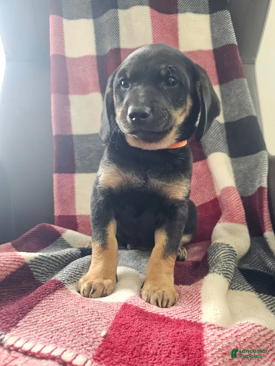 Mixed Breed dogs for sale: Maverick - Ad 1