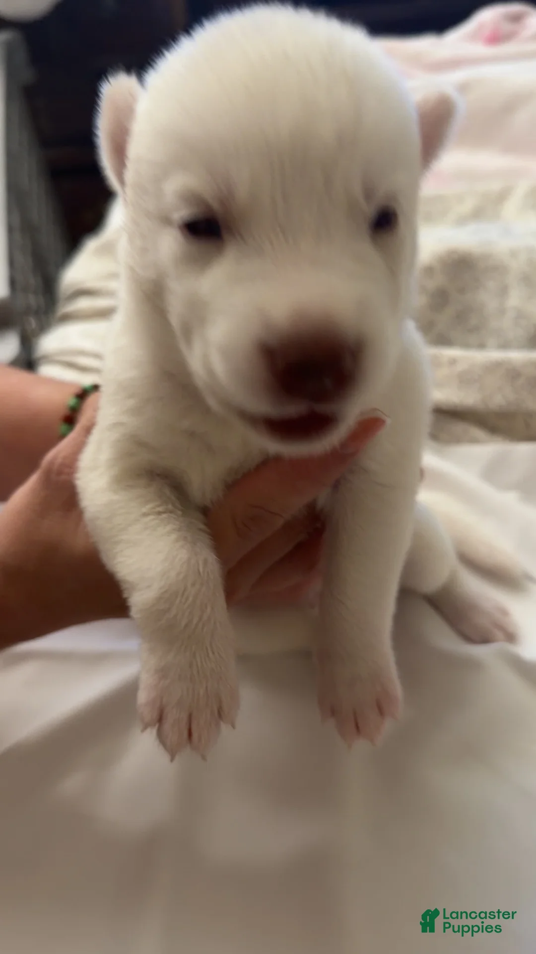 Siberian Husky dogs for sale: Siberian Husky 2 - Ad 1