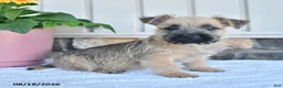 Cairn Terrier dogs for sale: Marco - Ad 2