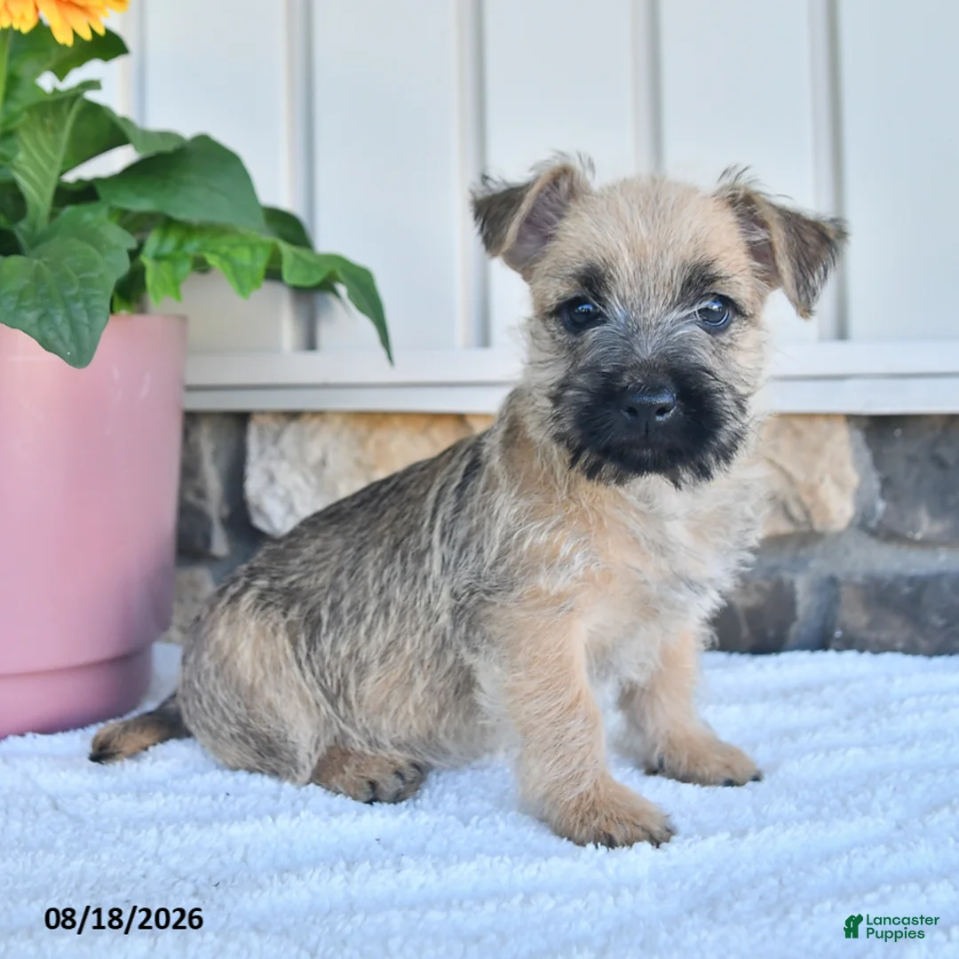 Cairn Terrier dogs for sale: Marco - Ad 2