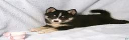 Pomsky dogs for sale: Patsy - Ad 3