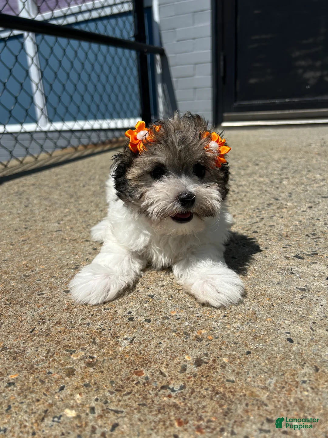 Mixed Breed dogs for sale: Mixed Breed 2 - Ad 3