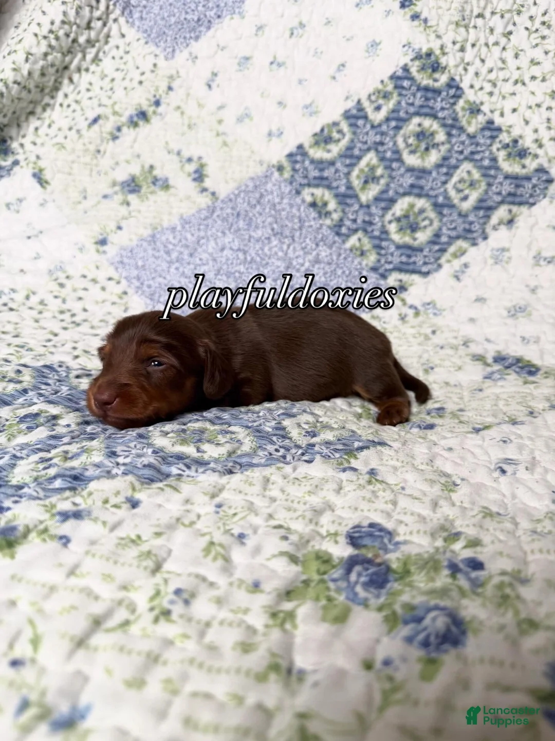 Dachshund dogs for sale: AKC Chocolate & Tan Long Haired Dachshund Male ALL Clear - Ad 8