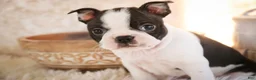 Boston Terrier dogs for sale: Crew - Ad 7