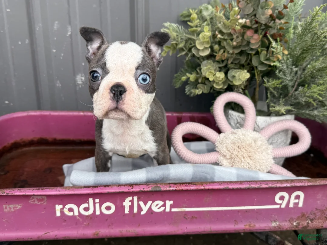 Boston Terrier dogs for sale: Airy  - Ad 5