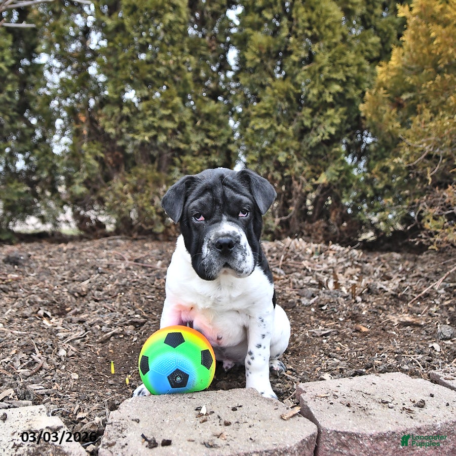 Mini Hippo dogs Gus - Ad 2