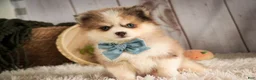 Pomsky dogs for sale: Sebastian - Ad 2