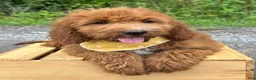 Irish Doodle dogs for sale: Daisy - Ad 2