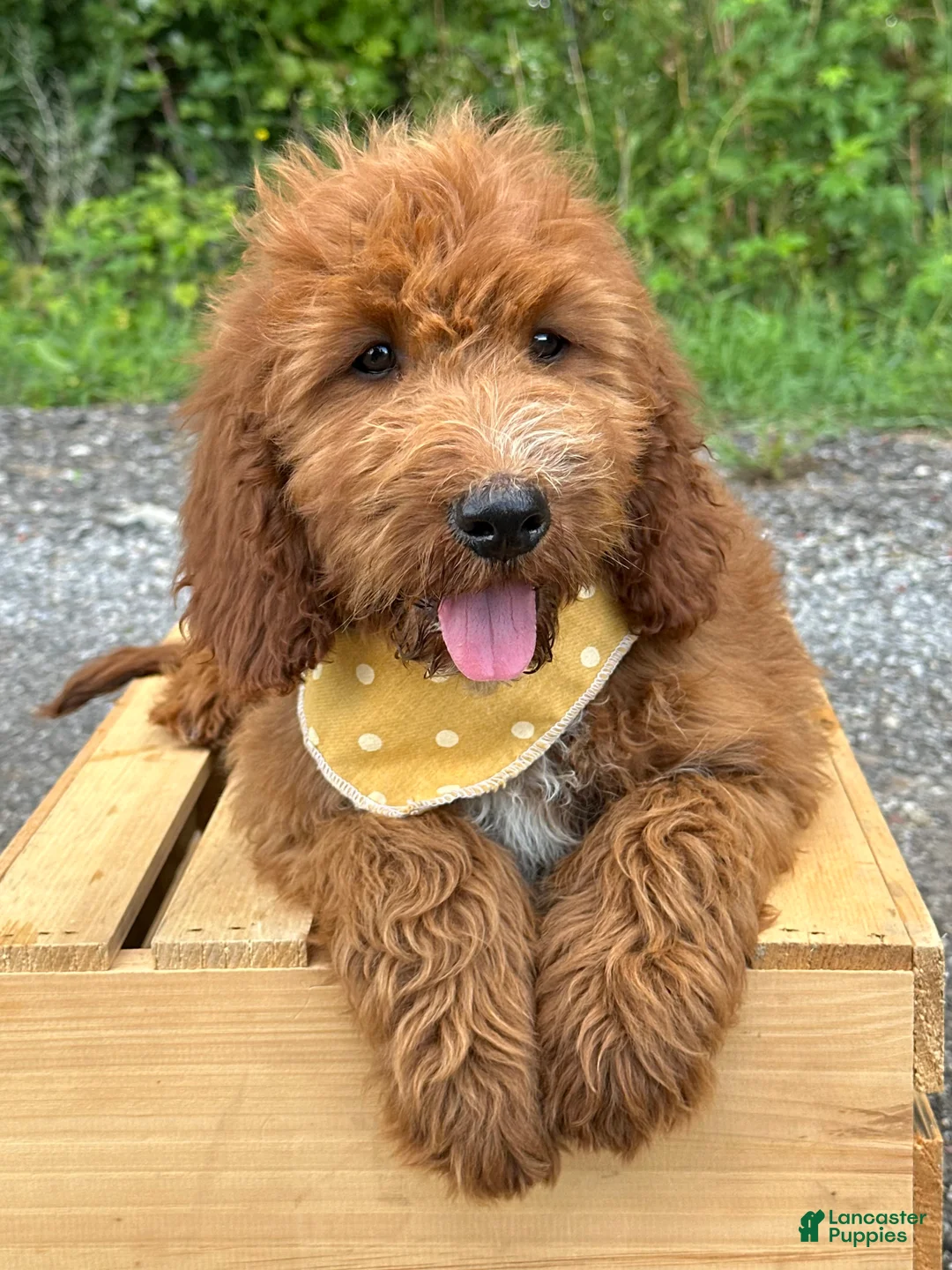 Irish Doodle dogs for sale: Daisy - Ad 2