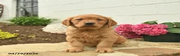 Golden Retriever dogs for sale: Cheif  - Ad 2