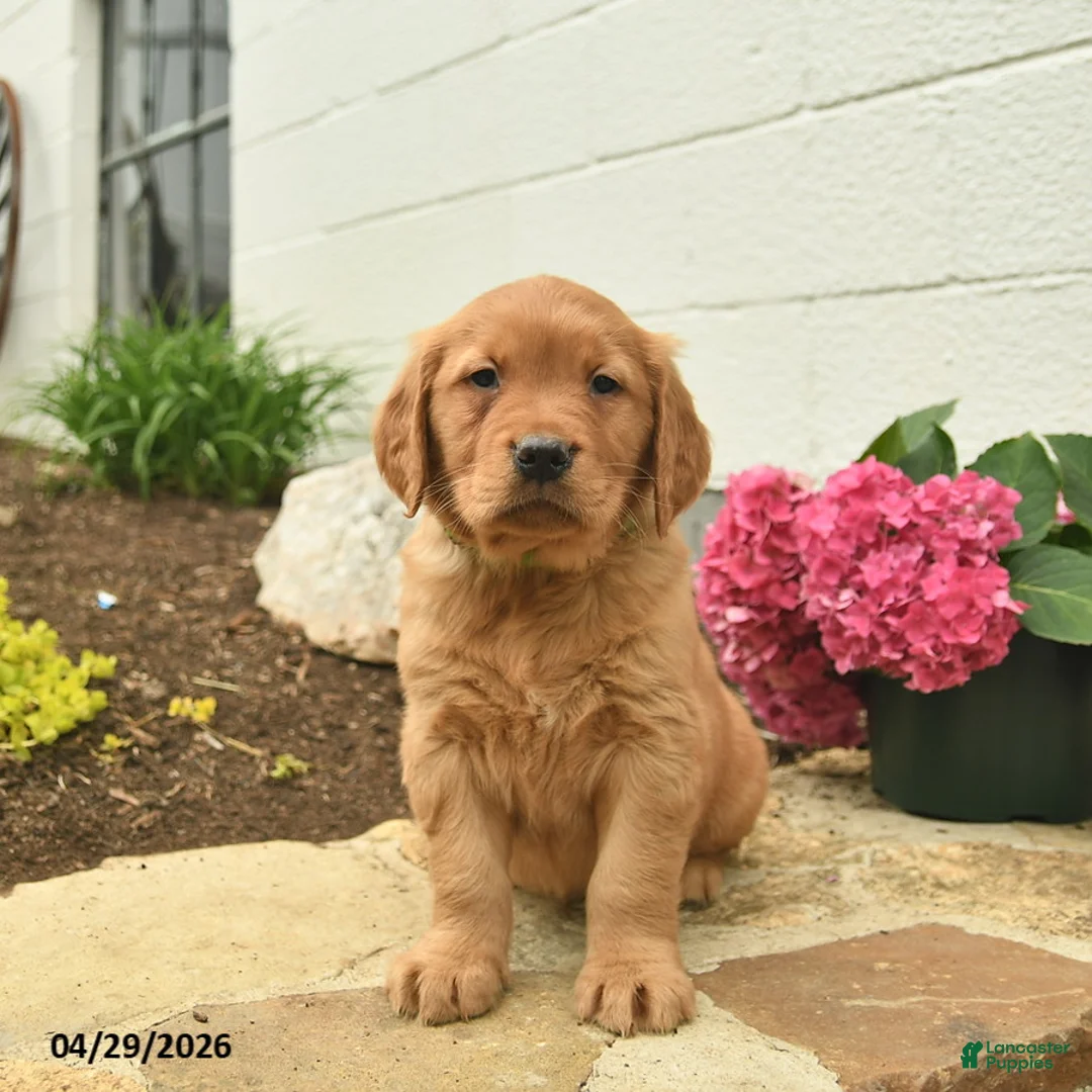 Golden Retriever dogs for sale: Cheif  - Ad 2