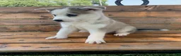 Alaskan Husky dogs for sale: Sabre - Ad 6