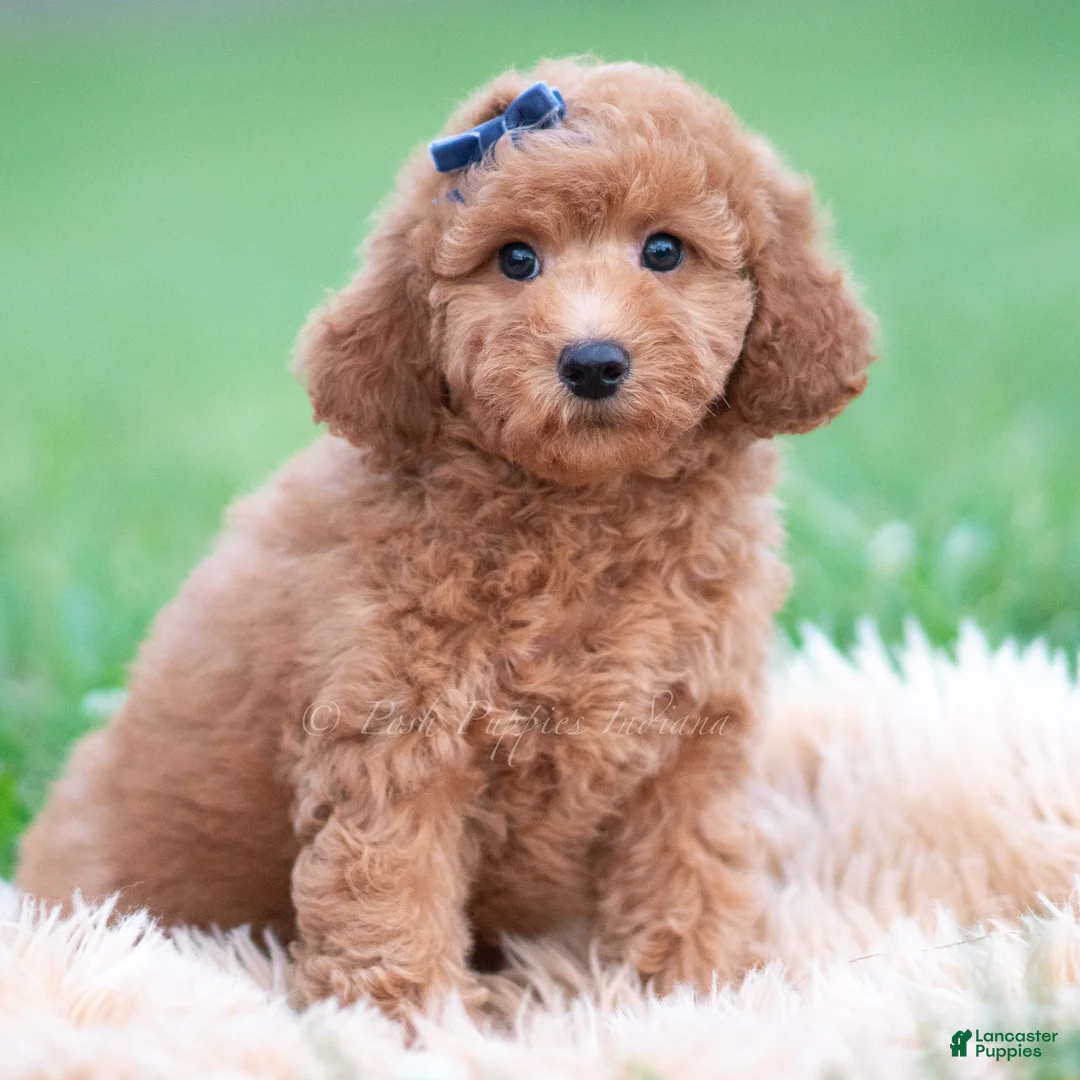 Mini Goldendoodle dogs for sale: Fitz - Ad 6