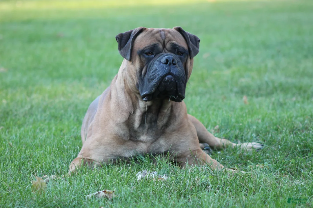Bullmastiff dogs for sale: Beau - Ad 6
